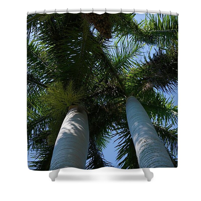 Royal Palm Shower Curtain featuring the photograph Under the Royal Sky by T Lynn Dodsworth