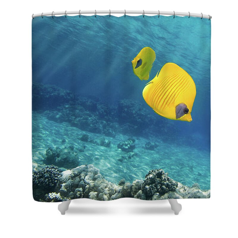 Underwater Shower Curtain featuring the photograph Underwater Picture Of Orangeface by Viridis
