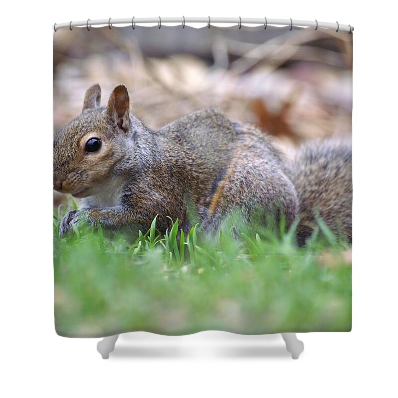 Fox Squirrel Shower Curtain featuring the photograph Unique Striped Squirrel by Don Northup