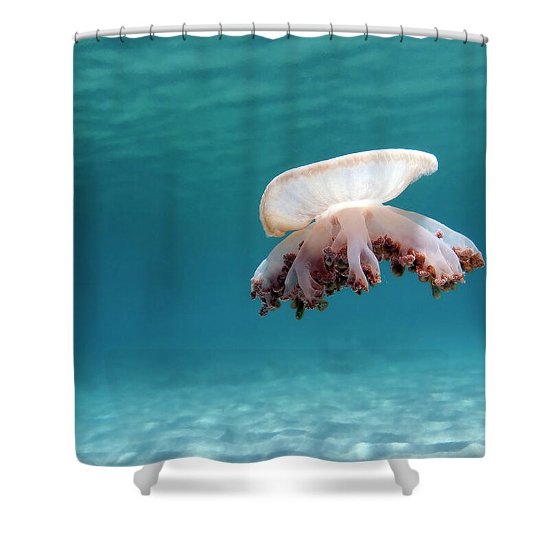 Underwater Shower Curtain featuring the photograph Upside Down Jellyfish In Caribbean Sea by Karen Doody/stocktrek Images