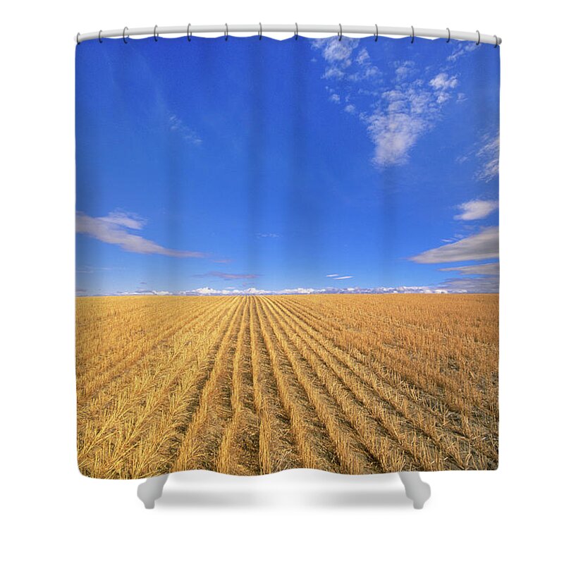 Montana Shower Curtain featuring the photograph Usa, Montana, Billings, Harvested by Eastcott Momatiuk