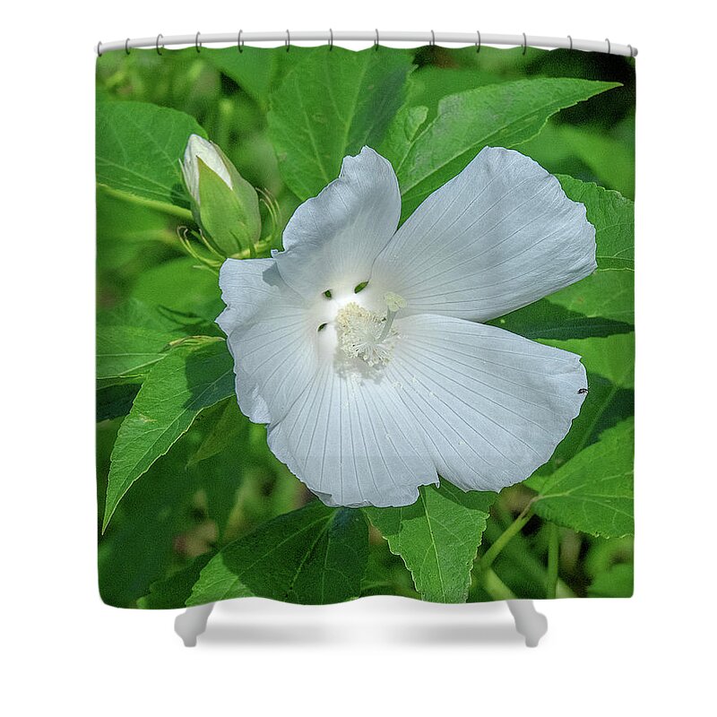 Nature Shower Curtain featuring the photograph Very Rare almost All-white Crimson-eyed Rosemallow DFL0995 by Gerry Gantt