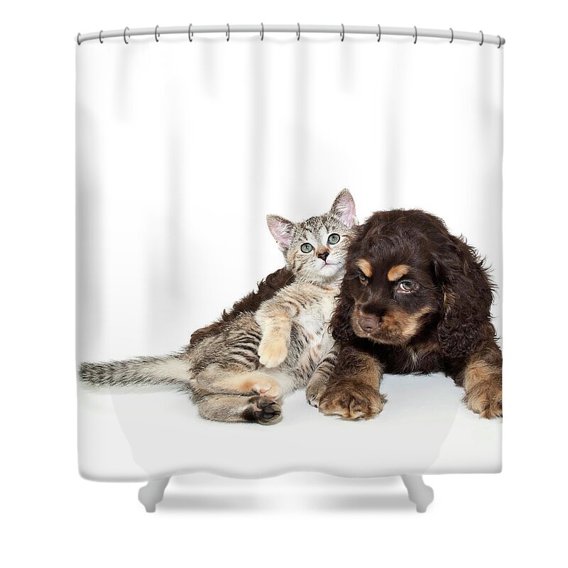 Pets Shower Curtain featuring the photograph Very Sweet Kitten Lying On Puppy by Stockimage