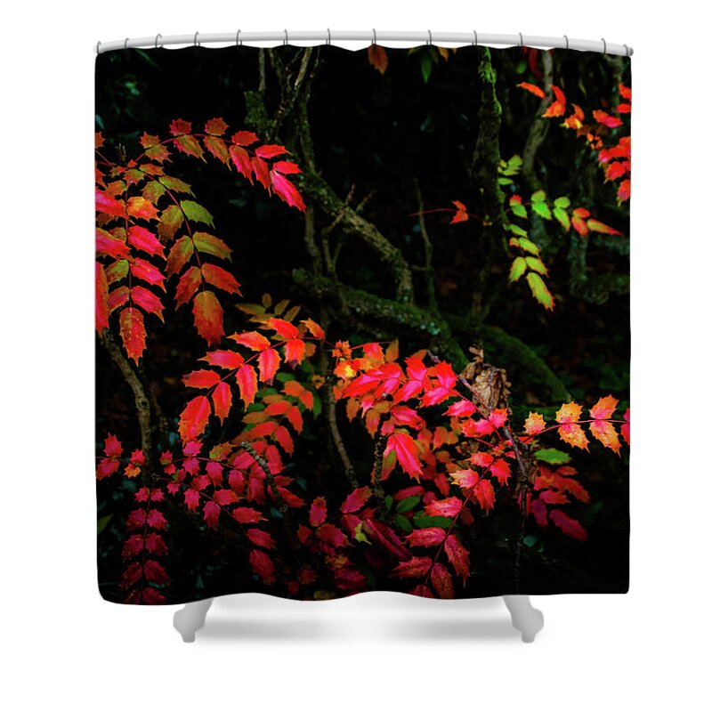 Tree Shower Curtain featuring the photograph Vibrant is Life by Christopher Maxum