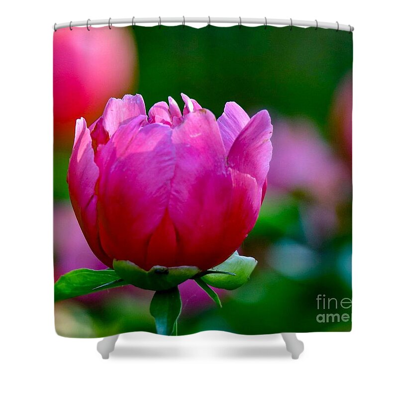 Beautiful Shower Curtain featuring the photograph Vibrant Pink Peony by Susan Rydberg