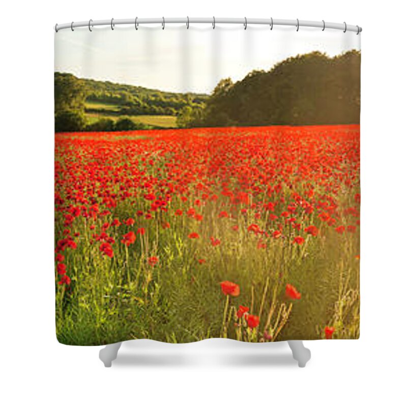 Scenics Shower Curtain featuring the photograph Vibrant Red Poppy Fields Warm Sunlight by Fotovoyager