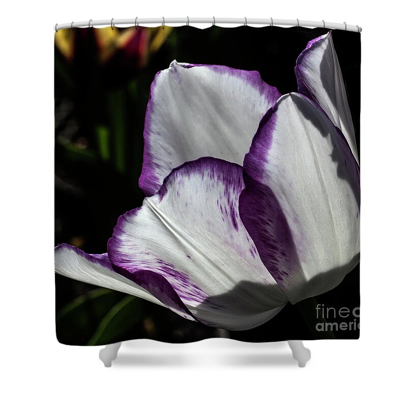 Tulip Shower Curtain featuring the photograph Vibrantly by Doug Norkum