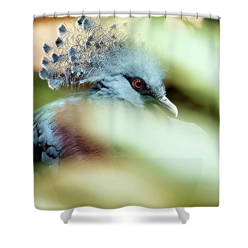 Pigeon Shower Curtain featuring the photograph Victoria Crowned Pigeon by Kuni Photography