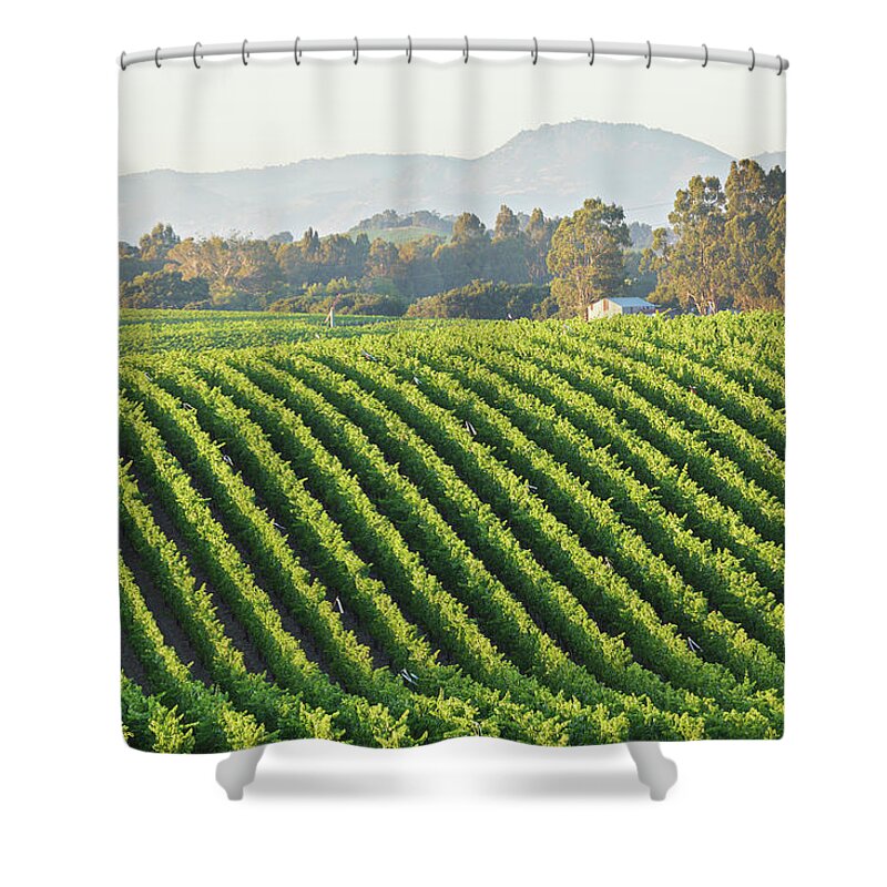 Scenics Shower Curtain featuring the photograph Vineyard Landscape by S. Greg Panosian