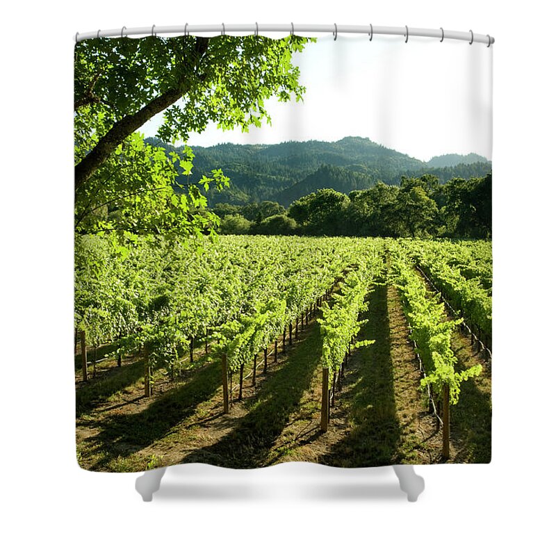 California Shower Curtain featuring the photograph Vineyards, Napa Valley, California by Alacatr