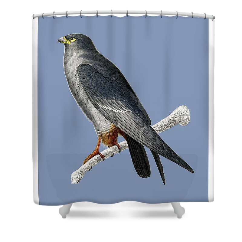 Nature Shower Curtain featuring the painting Vintage Illustration of Red footed Falcon Falco rufipes 2 by Celestial Images