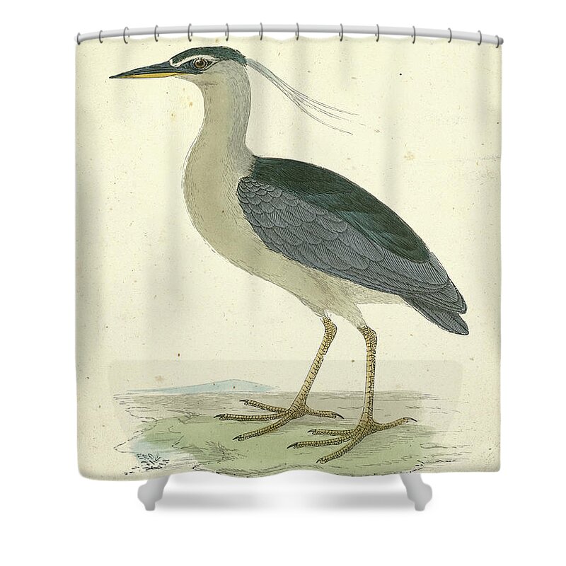 Animals Shower Curtain featuring the painting Vintage Night Heron by Morris