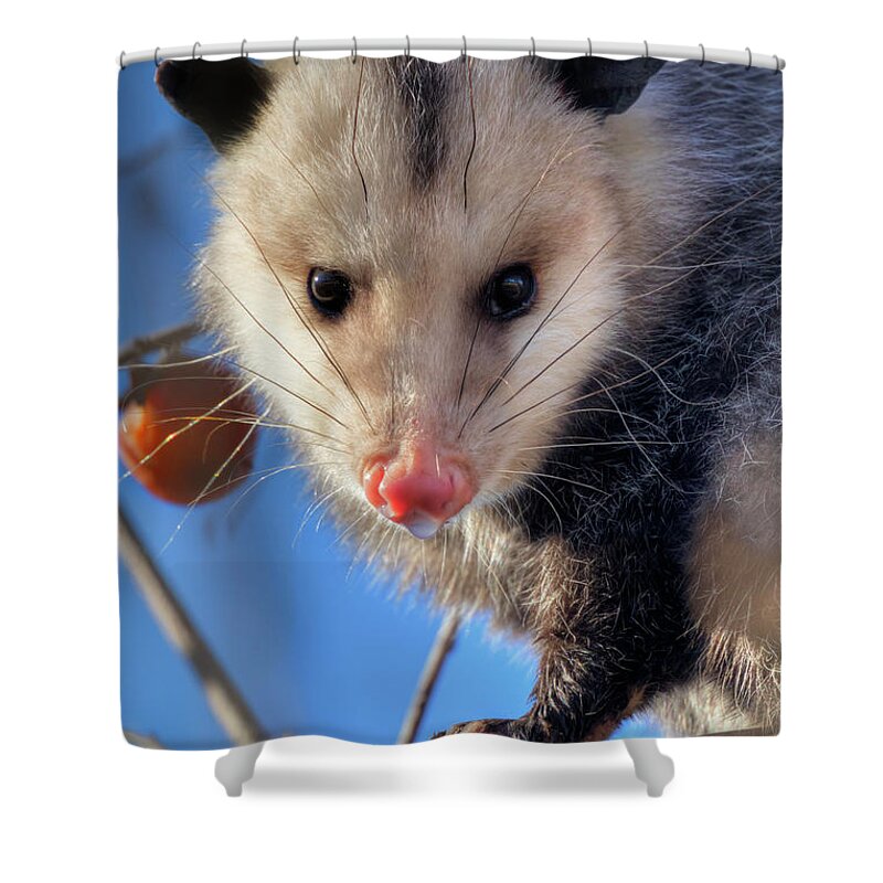 American Fauna Shower Curtain featuring the photograph Virginia Opossum by Ivan Kuzmin