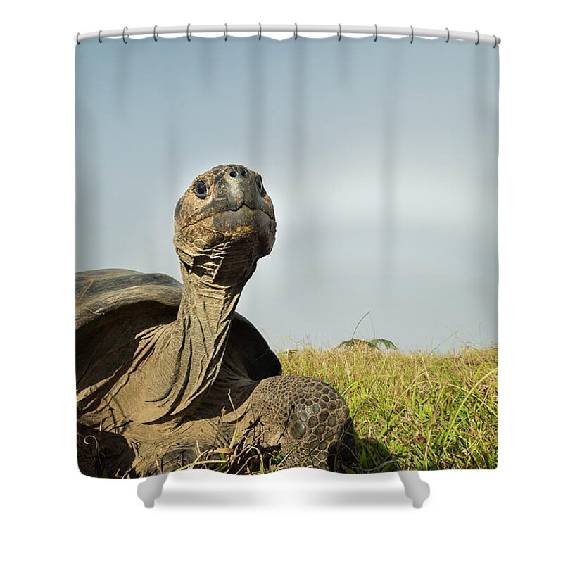 Animals Shower Curtain featuring the photograph Volcan Alcedo Tortoise And Fogbow by Tui De Roy