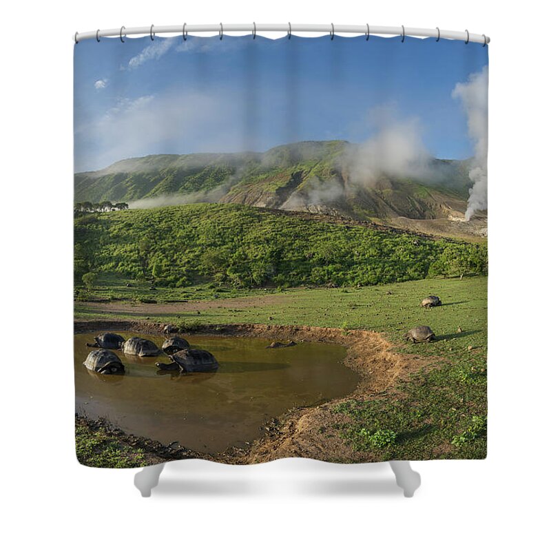 Animal Shower Curtain featuring the photograph Volcan Alcedo Tortoises In Wallow by Tui De Roy