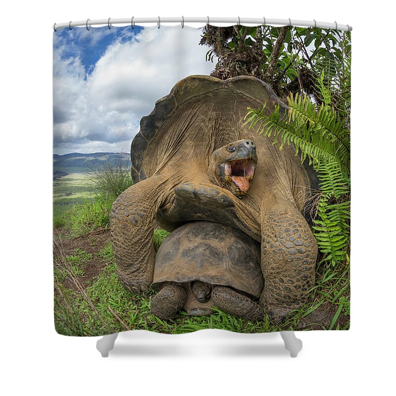Animal Shower Curtain featuring the photograph Volcan Alcedo Tortoises Mating by Tui De Roy