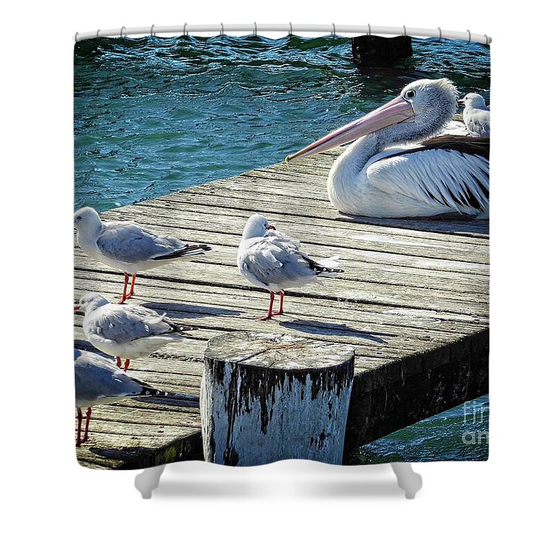 Seagull Shower Curtain featuring the photograph Waiting for a Feed by Fran Woods