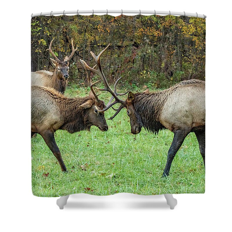 Elk Shower Curtain featuring the photograph Waiting His Turn by Marcy Wielfaert
