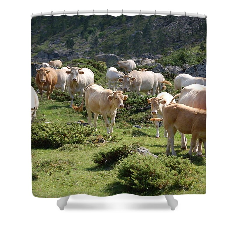 Horned Shower Curtain featuring the photograph Walking Cows by Paulo Etxeberria Ramírez