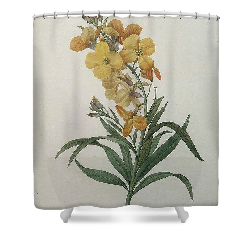 Redoute Shower Curtain featuring the painting Wallflower by Pierre-Joseph Redoute