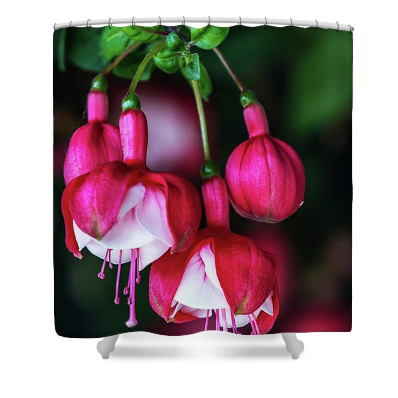 Mobile Shower Curtain featuring the photograph Wallpaper Flower by Dheeraj Mutha