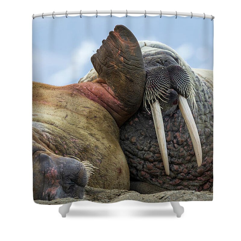 Heike Odermatt Shower Curtain featuring the photograph Walruses In Svarlbard by Heike Odermatt