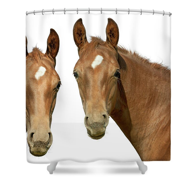 Horse Shower Curtain featuring the photograph Warmblood Foal by Kerrick