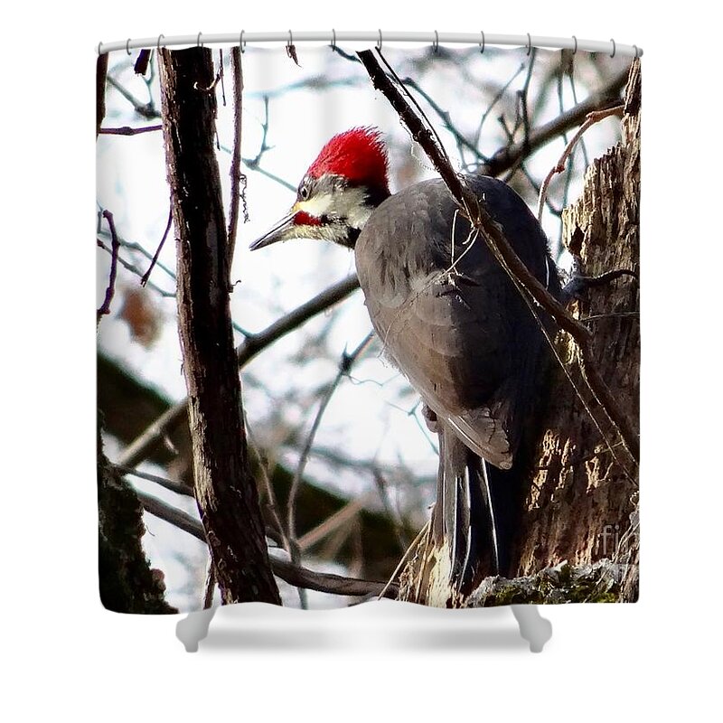 © 2018 Shower Curtain featuring the photograph WaryPileated by Christopher Plummer