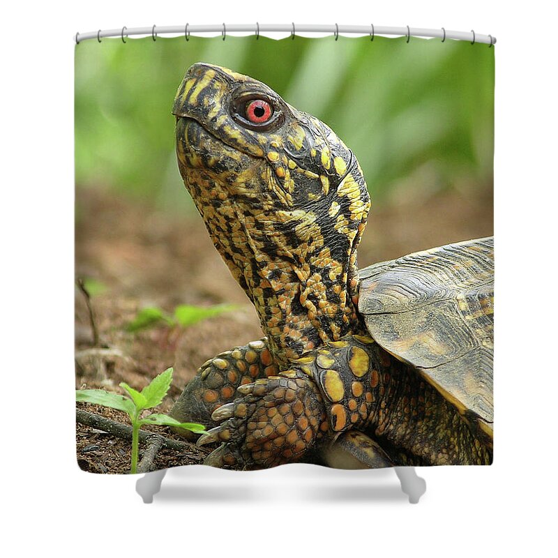 Turtle Shower Curtain featuring the photograph Watchful Eye by Randall Dill