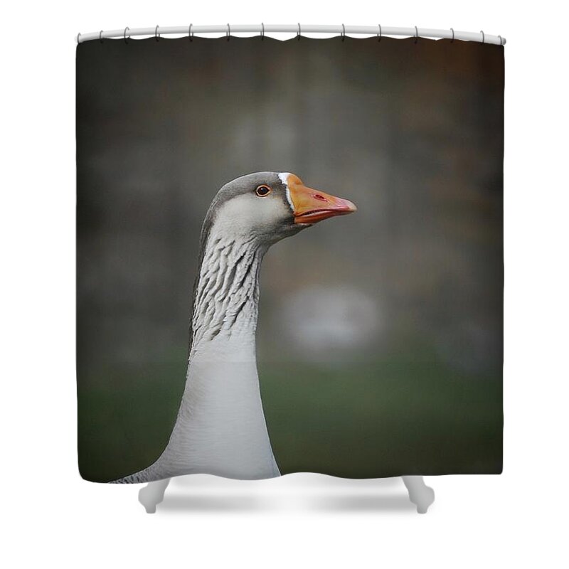  Shower Curtain featuring the photograph Watching by DArcy Evans