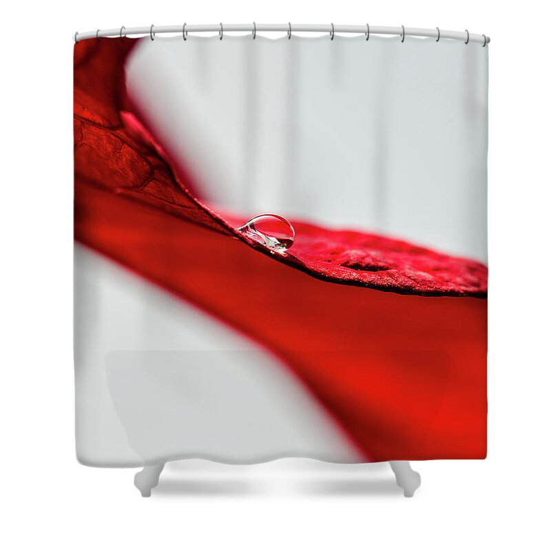 Scenics Shower Curtain featuring the photograph Water Drop On Red Leaf by Nancybelle Gonzaga Villarroya