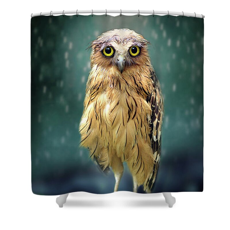 Animal Themes Shower Curtain featuring the photograph Wet Owl by Sham Jolimie