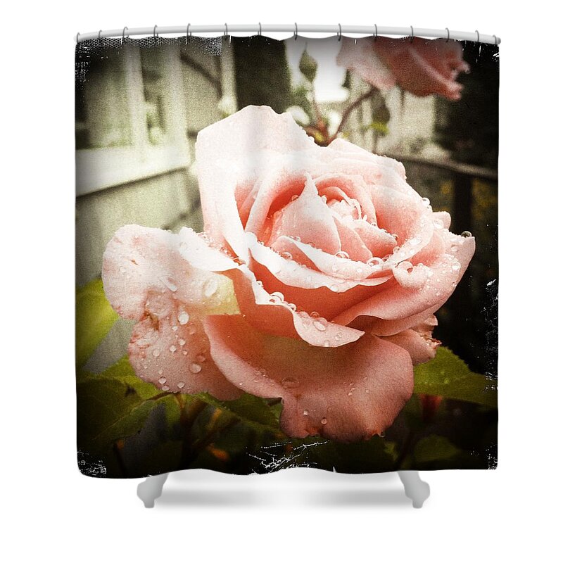 Transfer Print Shower Curtain featuring the photograph Wet Rose by Photos By Rob Jones Iii
