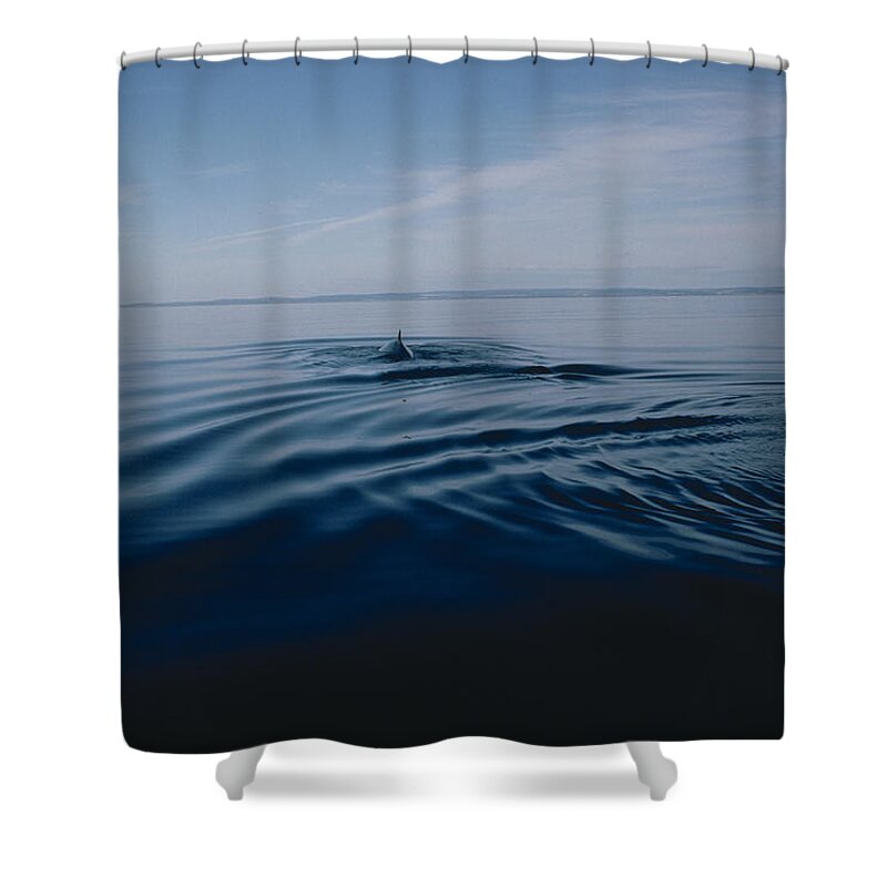 One Animal Shower Curtain featuring the photograph Whale In Sea by Jake Rajs
