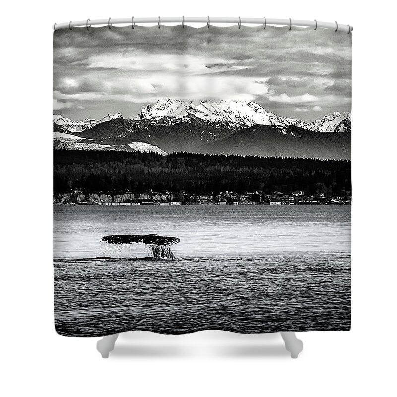 Gray Whale Shower Curtain featuring the digital art Whale Tail by Ken Taylor