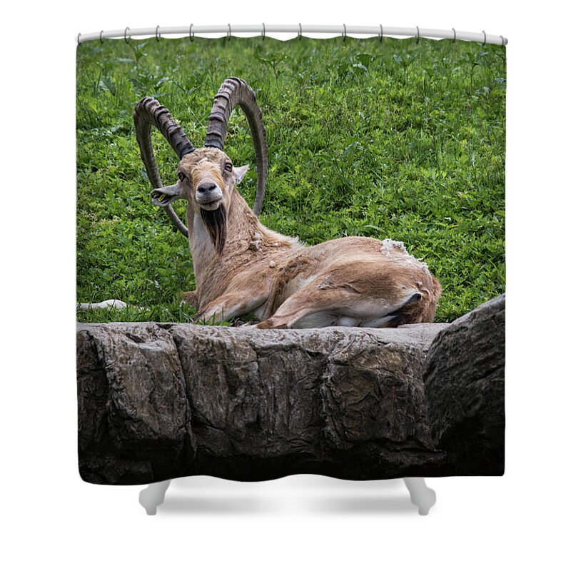 Humorous Shower Curtain featuring the photograph What are you lookin' at? by Alan Goldberg