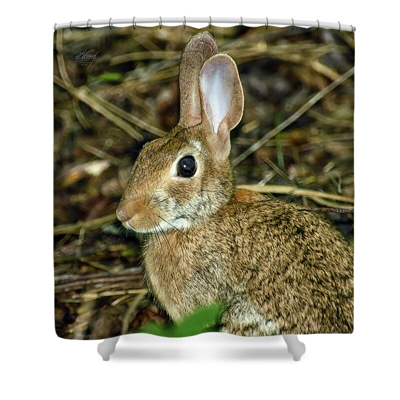 Wild Shower Curtain featuring the photograph What's Up Doc by Michael Frank