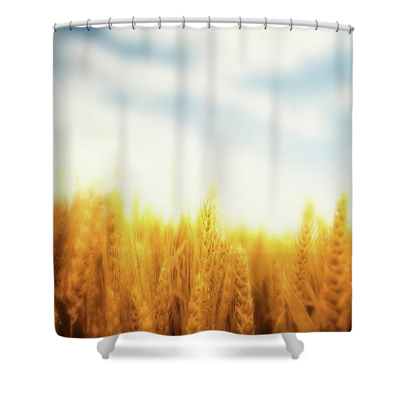 Scenics Shower Curtain featuring the photograph Wheat Field by Lukatdb