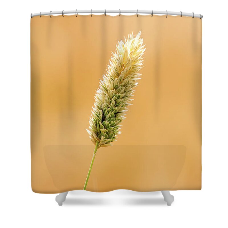 Outdoors Shower Curtain featuring the photograph Wheat Fields In Hala by M.omair
