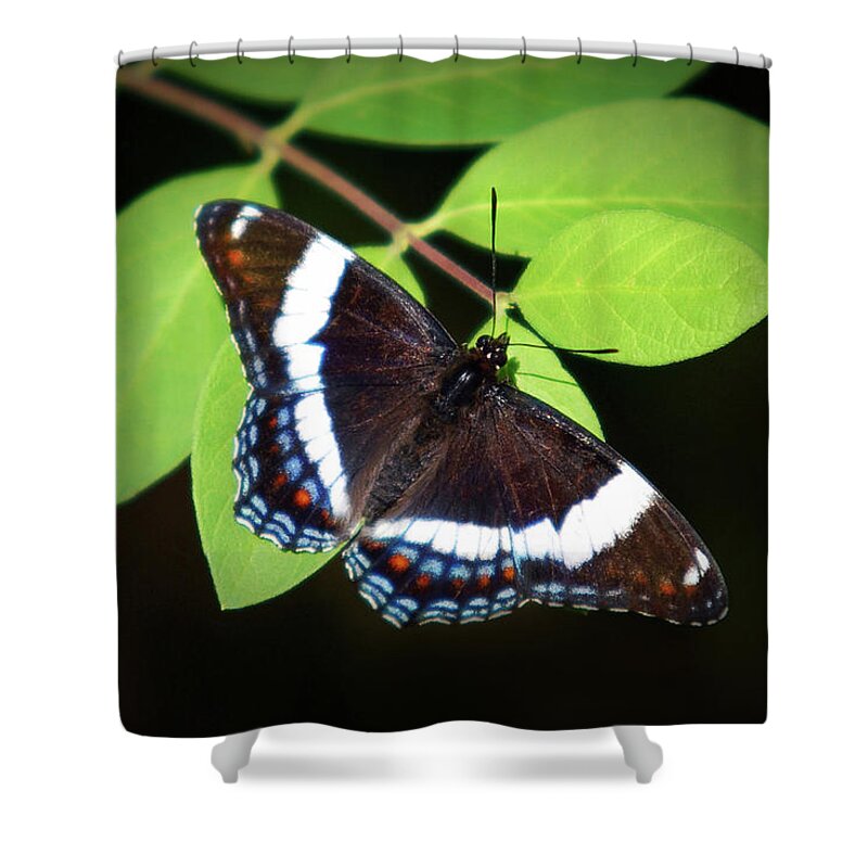 Butterfly Shower Curtain featuring the photograph White Admiral Butterfly by Christina Rollo