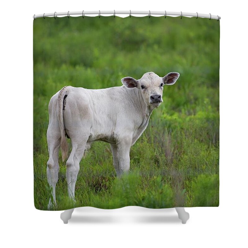 Animal Shower Curtain featuring the photograph White Calf Says Moove Along by T Lynn Dodsworth