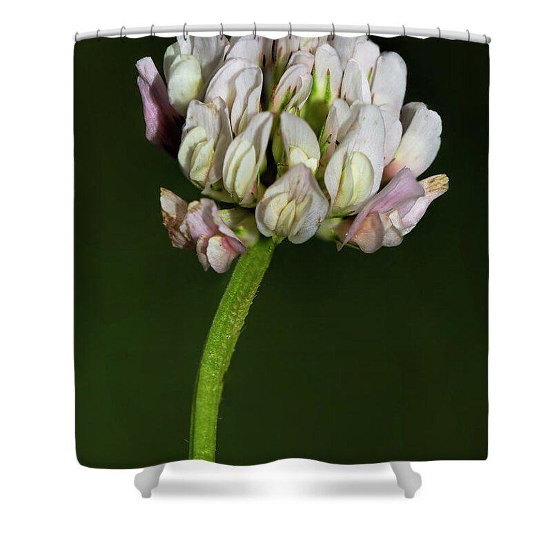 Clover Shower Curtain featuring the photograph White clover by Steev Stamford