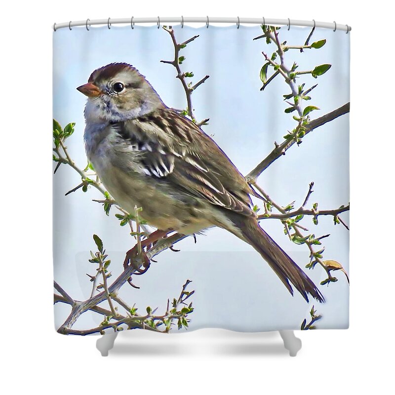 Affordable Shower Curtain featuring the photograph White-Crowned Sparrow on Creosote by Judy Kennedy