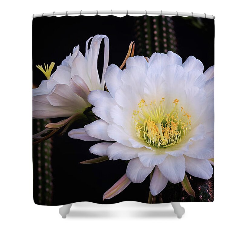 Torch Cactus Shower Curtain featuring the photograph White Echinopsis Blooms by Saija Lehtonen