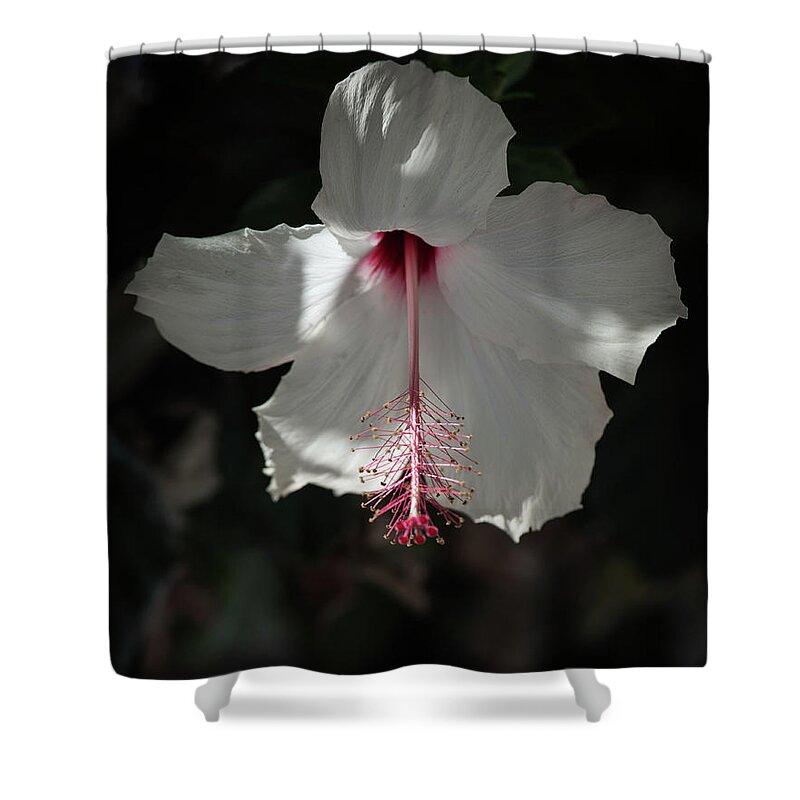 Hibiscus Shower Curtain featuring the photograph White Hibiscus by Aaron Burrows