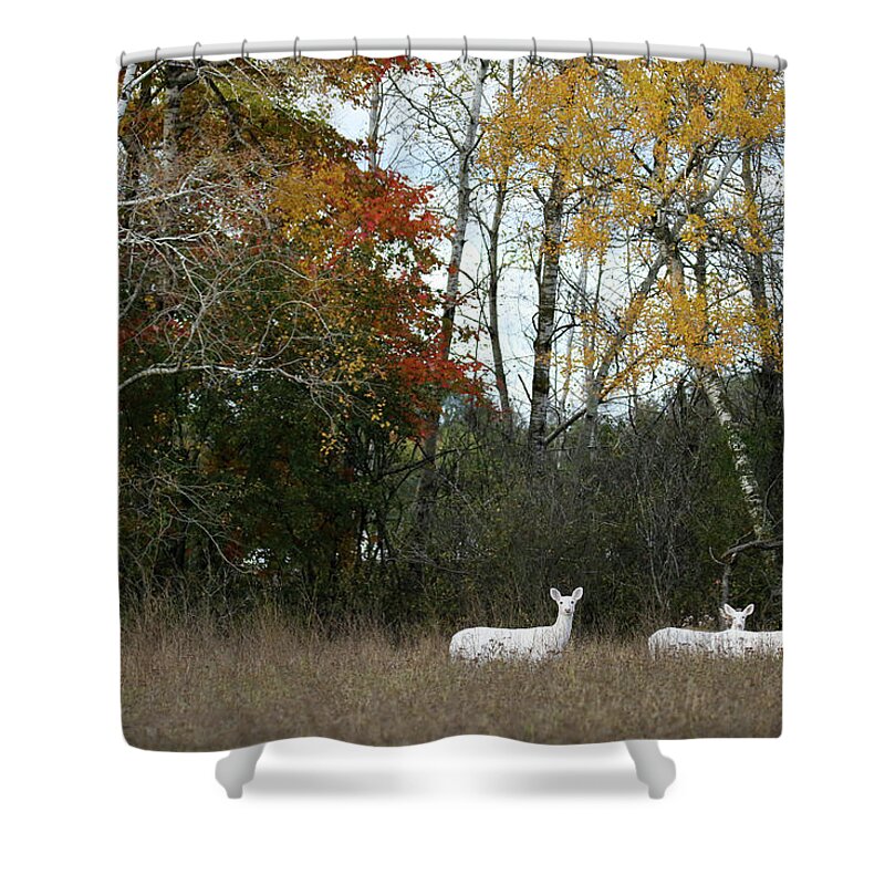 White Shower Curtain featuring the photograph White in the Autumn Woods by Brook Burling