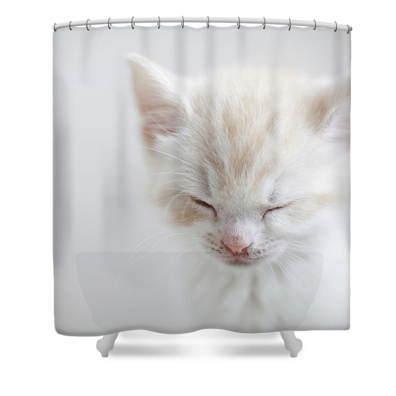 Pets Shower Curtain featuring the photograph White Kitten Sleeping by C.o.t/a.collectionrf