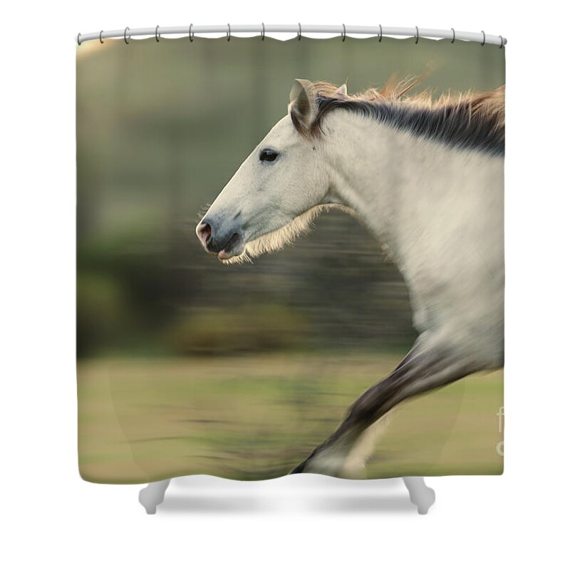 Stallion Shower Curtain featuring the photograph White Lightning by Shannon Hastings