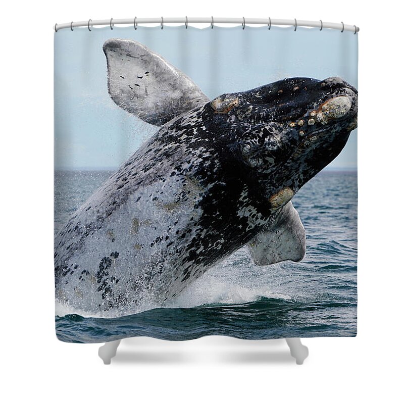 00586985 Shower Curtain featuring the photograph White Morph Southern Right Whale by Hiroya Minakuchi