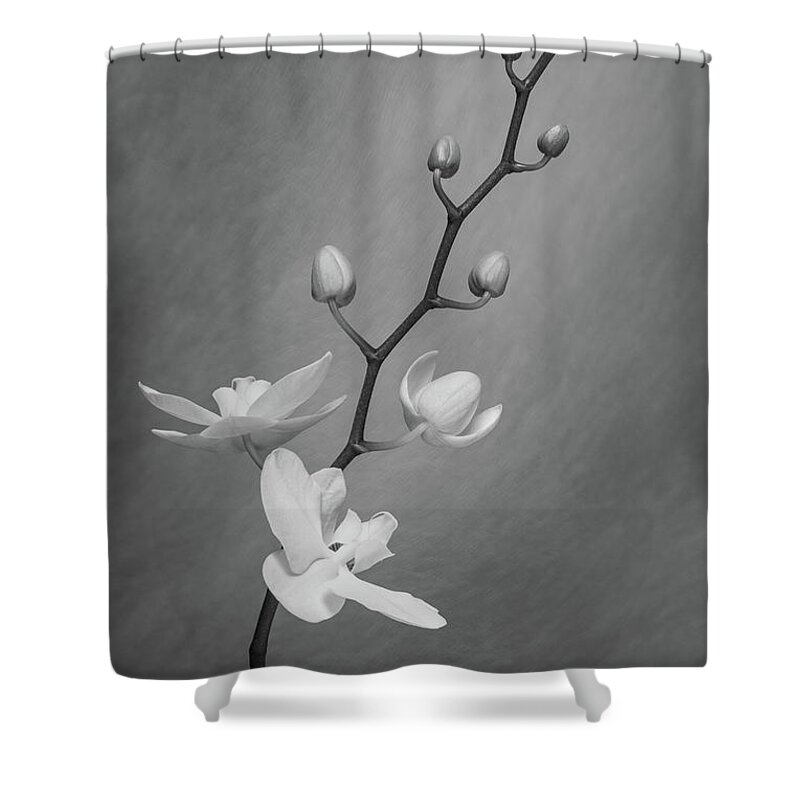 Nature Shower Curtain featuring the photograph White Orchid Buds by Tom Mc Nemar